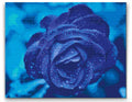 Blue Rose